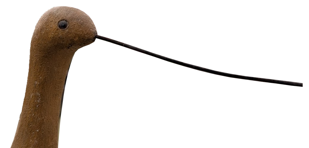Straight-bill shorebird detail