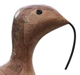 Curved-bill shorebird detail