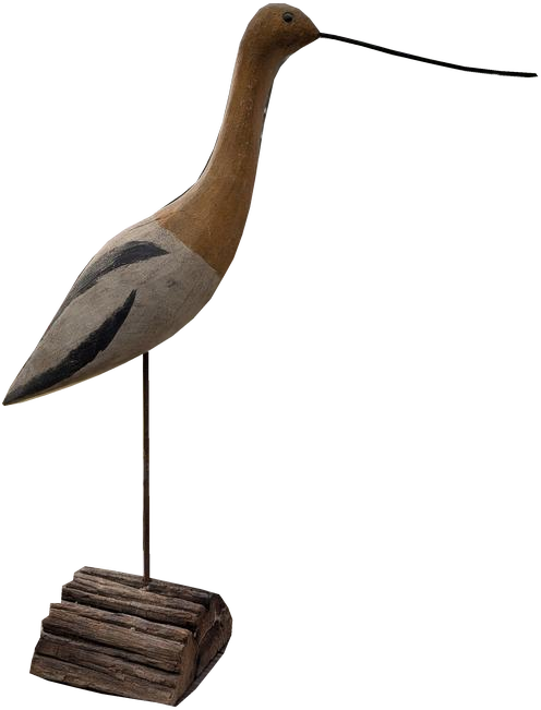 Straight-bill shorebird